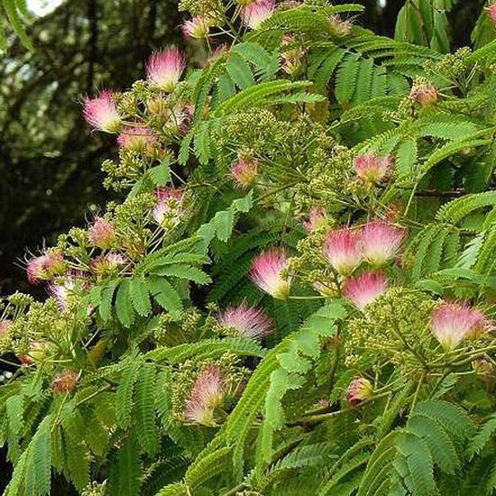 Albizia Julibrissin Rosea - Arbre de soie 'Rosea' 40-50 cm pot