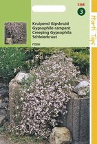 Hortitops Zaden - Gypsophila Repens Rose