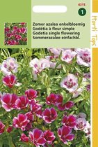 Hortitops Zaden - Godetia Hybrida Enkelbloemig Gemengd