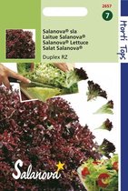 Hortitops zaden - Salanova - Lagon / Obregon RZ (Rood)wordt  Duplex RZ