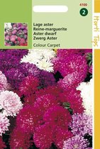 Hortitops Zaden - Callistephus Chinensis Colour Carpet Gemengd