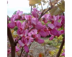 Cercis Siliquastrum - Judasboom 40-50 cm in pot - De Betoverende Judasboom met Roze Lentebloesem