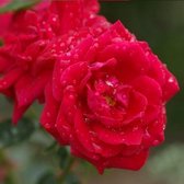 New Dawn Rouge - Klimroos | Rood doorbloeiende Roos (bloeit na bloei nogmaals) - Meerjarig en Winterhard - Klimplant