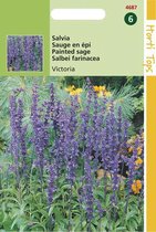 Hortitops Zaden - Salvia Farinacea Victoria Donkerblauw