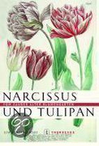 Narcissus und Tulipan