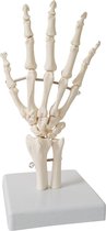 Het menselijk lichaam - anatomie model hand / pols