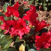 Rhododendron 'Baden-Baden' - 20-30 cm pot: Compacte struik met opvallende rode bloemen.