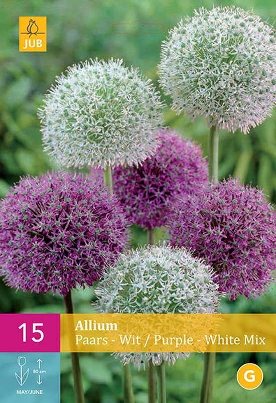 Jub Holland - bloembollen - Allium/Sierui Paars-Wit - maat 10/12 - 15 stuks