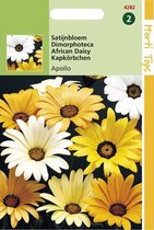Hortitops Zaden - Dimorphoteca Sinuata Hybrida Apollo Gemengd
