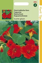 Hortitops Zaden - Tropaeolum Scarlet Gleam Rood