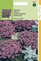 Hortitops Zaden - Alyssum (Lobularia) Mar. Procumbens Royal Carpet