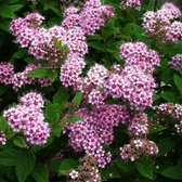 Spiraea Japonica 'Little Princess' - Spierstruik - 25-30 cm in pot: Lage, dichte struik met roze bloemetjes, ideaal voor randbeplanting.