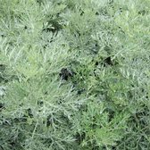 6 x Artemisia 'Powis Castle' - Bijvoet Pot 9x9 cm - Zilvergrijs Blad