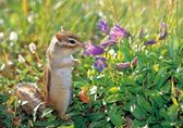 Siberian Chipmunk Notecard