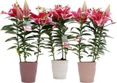 Mama's Planten - Lelie - Starlight Express - Roze - In Keramiek - 3 Stuks - Bloeiende Kamerplant - Geeft Sfeer En Zuurstof - ↨ 40cm - ⌀ 13cm