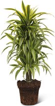 We Love Plants - Dracaena Lemon Lime - 100 cm hoog - Grote kamerplant