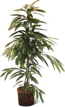 We Love Plants - Ficus Amstel King - 120 cm hoog - Grote kamerplant
