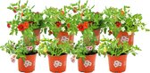 ZynesFlora - Calibrachoa Mix – Verschillende Kleuren - 8 Stuks - Ø 10,5 cm - ↕ Hoogte: 14 cm – Perkgoed – Perkplant - Buitenplant – Tuinplant - Winterhard