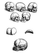 Anatomy Notebook
