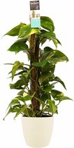 FloriaFor - Scindapsus Mosstok 80 Cm Met Elho Brussels Soap - - ↨ 80cm - ⌀ 19cm