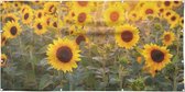 Tuinposter - Zonnige zonnebloemen - zon- en waterbestendig - 100x50 cm