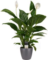 Decorum Spathiphyllum Vivaldi - Luchtzuiverende Kamerplant - Lepelplant - Met Elho® Bloempot Antraciet - 60cm