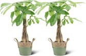 We Love Plants - Pachira Aquatica + Mand Bram - 2 stuks - 50 cm hoog - Makkelijke kamerplant