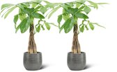 We Love Plants - Pachira Aquatica + Pot Luc - 2 stuks - 50 cm hoog - Makkelijke kamerplant