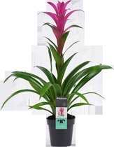 Decorum Guzmania - Kokerplant - Kamerplant - Freya - 60cm - ø13cm