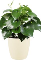 Peperomia Polybotrya Raindrop - Kamerplant - Met Elho® Bloempot Soap - 65cm