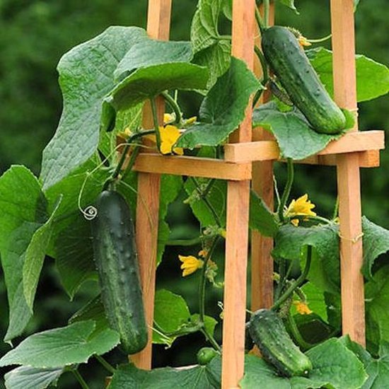 Snack komkommer zaden – Patio Snacker