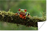 Poster Grenouille aux yeux rouges sur branche couverte - 120x80 cm