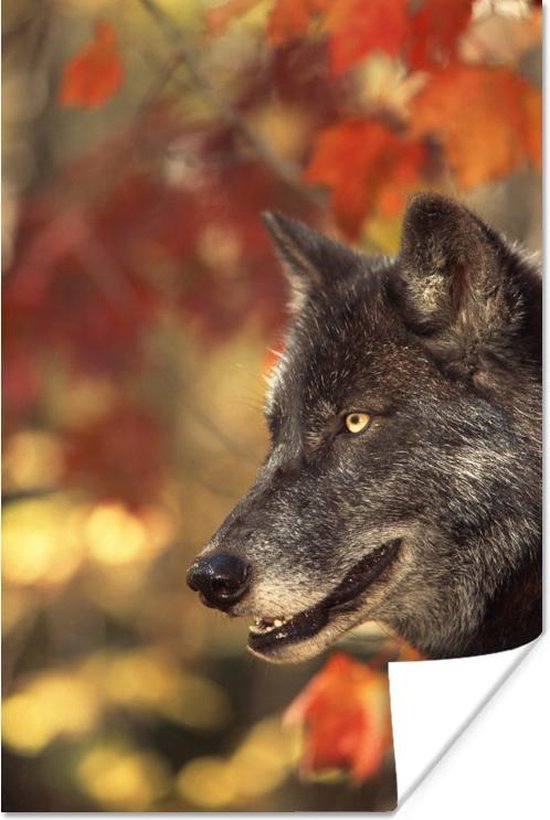 Close-up wolf poster papier 40x60 cm - Foto print op Poster (wanddecoratie woonkamer / slaapkamer) / Wilde dieren Poster