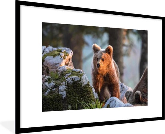 Photo encadrée - Ours brun au soleil cadre photo noir avec passe-partout blanc 60x90 90x60 cm - Affiche encadrée (Décoration murale salon / chambre)