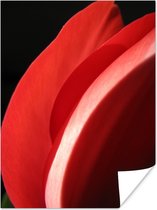 Gros plan d'une tête de tulp rouge sur fond noir Poster 120x160 cm - Tirage photo sur Poster (décoration murale salon / chambre) XXL / Groot format!