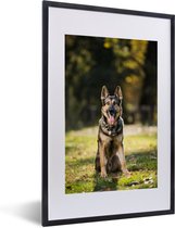 Fotolijst incl. Poster - Een Duitse herdershond zit in groen gras - 40x60 cm - Posterlijst