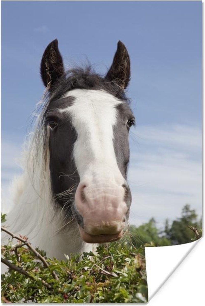 Poster Clydesdale - zwart - Paarden - 40x60 cm - PosterMonkey