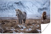 Poster IJsland - Paarden - Sneeuw - 30x20 cm