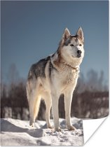 Poster Husky in de sneeuw - 60x80 cm