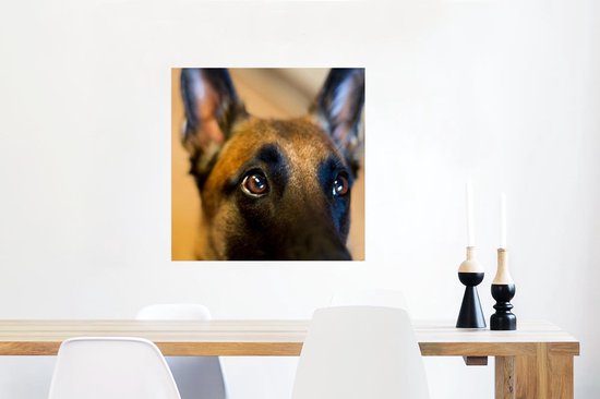 Gros plan du front d'un Poster Malinois 80x60 cm - Tirage photo sur Poster (décoration murale salon / chambre) / Poster Animaux domestiques