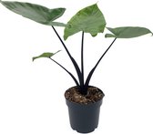 SIMPLYBLOOM.EU - Alocasia (Macrorrhiza) Black Stem