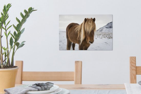 Portrait d'un cheval islandais curieux 30x20 cm - petit - Tirage photo sur toile (Décoration murale salon / chambre) / animaux sauvages Peintures sur toile