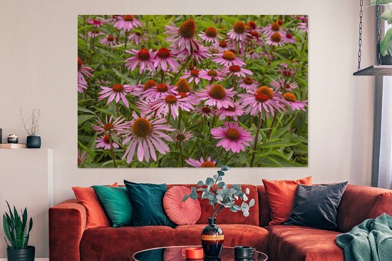 Peintures sur toile - Fleurs d'échinacée colorées dans un environnement verdoyant - 150x100 cm - Décoration murale