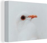 Gros plan d'une colombe blanche 80x60 cm - Tirage photo sur toile (Décoration murale salon / chambre)
