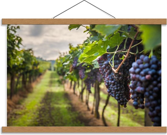 Schoolplaat – Wijngaard met Paarse Druiven - 60x40cm Foto op Textielposter (Wanddecoratie op Schoolplaat)