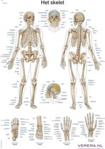 Anatomie poster skelet (Nederlands/Latijn, papier, 50x70 cm) + ophangsysteem