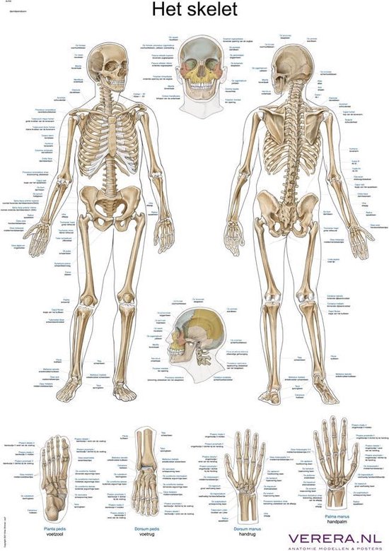 Het menselijk lichaam - anatomie poster skelet (Nederlands/Latijn, papier, 50x70 cm)