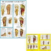 Het menselijk lichaam - anatomie poster voetskelet en voetspieren (Nederlands, gelamineerd, A2 + A4) + ophangsysteem