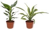 Set van 2 Kamerplanten - Strelitzia Reginae & Dracaena Lemon Lime - ±  30cm hoog - 12cm diameter