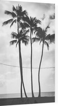 Palmbomen - Foto op Plexiglas - 40 x 60 cm